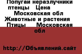 Попугаи неразлучники птенцы › Цена ­ 2 000 - Московская обл. Животные и растения » Птицы   . Московская обл.